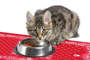 cat bowl placemat